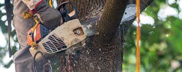 How Our Tree Care Process Works  in  Jamesport, NY