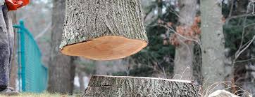 Best Tree Health Inspection  in Jamesport, NY