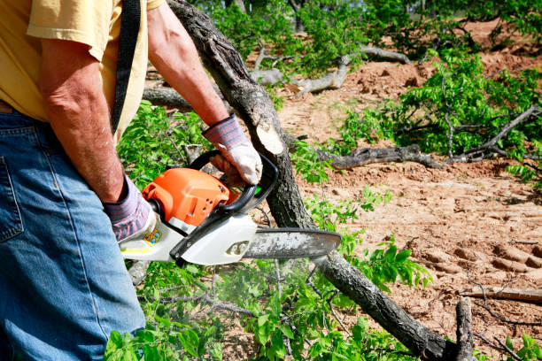 Best Stump Grinding and Removal  in Jamesport, NY